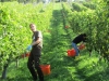 Wein_10.16049