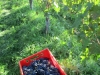 Wein_10.16063