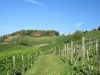 Wein_10.16066